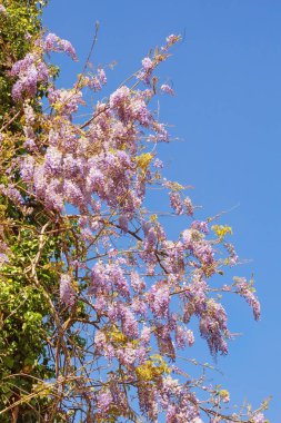 Bahar zamanı, bahar çiçekleri. Gökyüzüne karşı güzel bir salkım salkımı asması. Karadağ