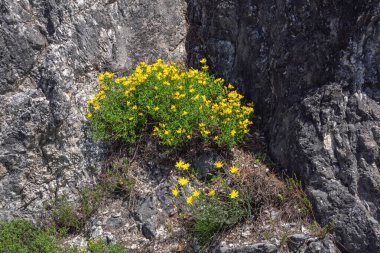 Dağlarda ilkbahar. Taş kayanın üzerinde kır çiçekleri. Alpine Bird 's Foot Trefoil' in (Lotus Alpinus) sarı çiçekleri. Skadar Gölü Ulusal Parkı, Karadağ