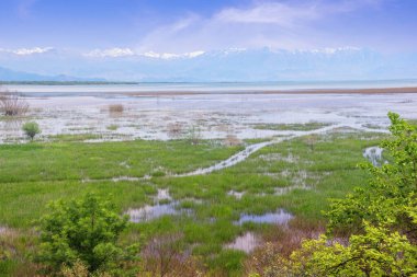 Güneşli bahar gününde güzel sulak arazi manzarası. Karadağ. Ulusal Park Gölü Skadar. Skadar Gölü kıyısının manzarası