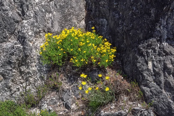 山中的春天 石碑上的野花 高山鸟脚三叶草 的黄色花朵 黑山斯卡达尔湖国家公园 — 图库照片