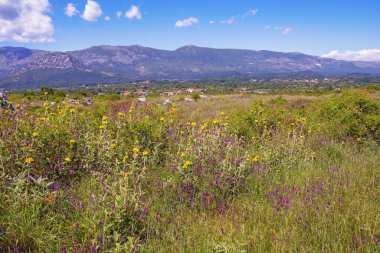 Güneşli yaz manzarası. Karadağ, Ulcinj. Old Town Traş 'ın yakınında kır çiçekleri olan çayır