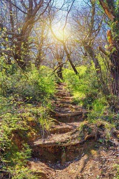 Path Trough Magical Enchanted Forest Steps Made Roots Trees Going — Stock Photo, Image