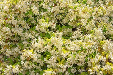 Güzel çiçek arkaplanı. Yıldız Yasemin (Trachelospermum jasminoides) çiçek açtı. Yeşil yapraklı ve beyaz çiçekli Liana.