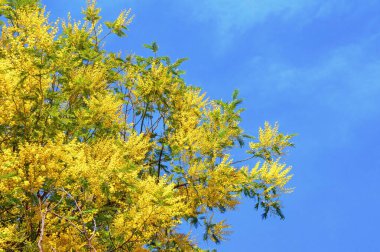 Bahar çiçekleri. Akasya 'nın dalları mavi gökyüzüne karşı parlak sarı çiçekleri olan bir ağaç.