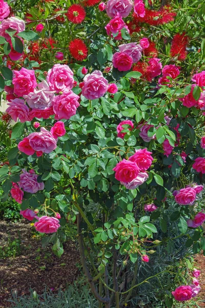 春の庭の花 晴れた日に咲くバラのブッシュ — ストック写真