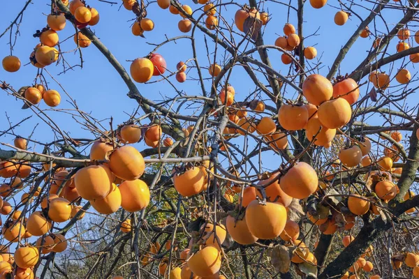 Ramos Árvore Cáqui Com Fruta Madura Dia Ensolarado Outono — Fotografia de Stock