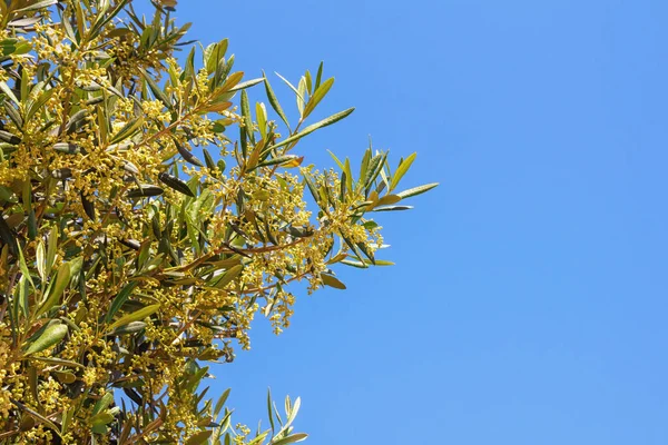 Filialer Olivträd Med Blad Och Blommor Mot Blå Himmel Solig — Stockfoto