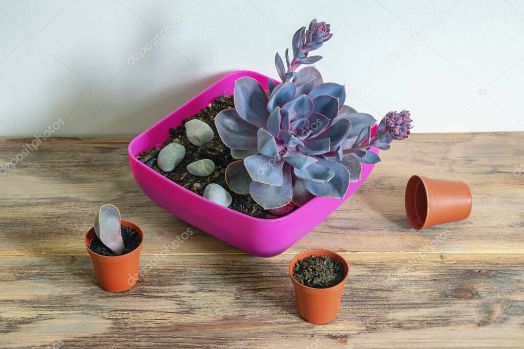Home hobby. Sempervivum (Pacific Blue Ice,  Hens and Chicks ) succulent in flower pot  on rustic table. Copy space