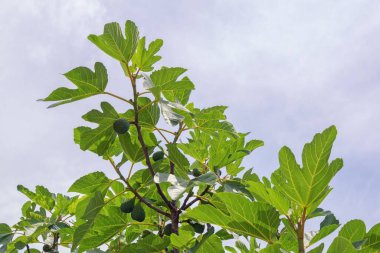 Yapraklı ve meyveli incir ağacı (Ficus carica). Metin için boş alan