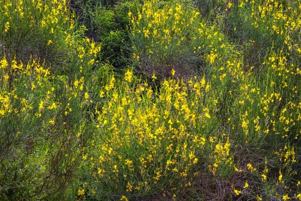 Дикие Цветы Ярко Желтые Цветы Спартиума Испанская Метла Склоне Горы — стоковое фото