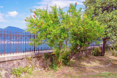 Güneşli bahar gününde Akdeniz bahçesinde yeşil yaprakları ve parlak kırmızı çiçekleri olan nar ağacı (Punica granatum). Karadağ ve Tivat