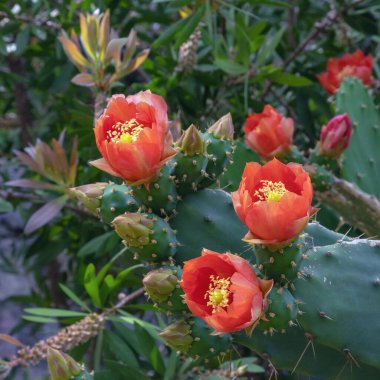 Opuntia (dikenli armut) Bahçedeki parlak kırmızı çiçeklerle