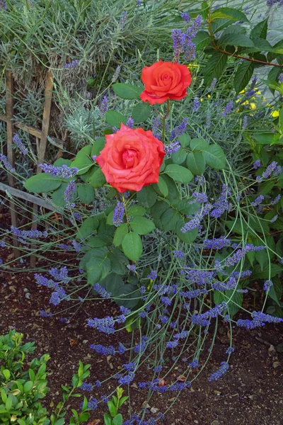 Fiori Estivi Belle Rose Rosse Lavanda Viola Nel Giardino Mediterraneo — Foto Stock