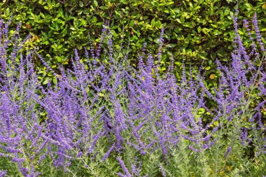 Mor-mavi çiçekleri güneşli yaz gününde Salvia farinacea bahçesinde