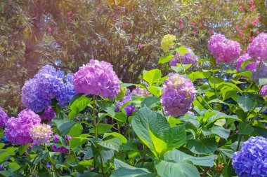 Renkli ortanca çiçekleri - ortanca makrofilla - güneşli yaz gününde bahçede