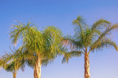 Tilki kuyruklu palmiye ağaçları (Wodyetia bifurcata) güneşli yaz gününde mavi gökyüzüne karşı. Tatil kavramı