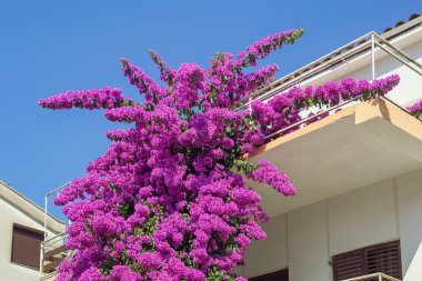 Kasabadaki Bougainvillea sarmaşığının güzel çiçekleri. Uzayı kopyala Karadağ