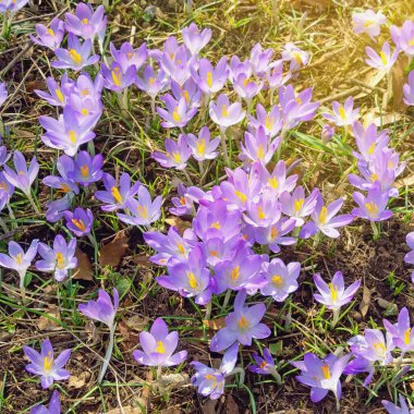 Bahar çiçekleri. Güneşli bir günde Crocus Vernus (Crocus Vernus) çiçekleriyle dolu bir açıklık