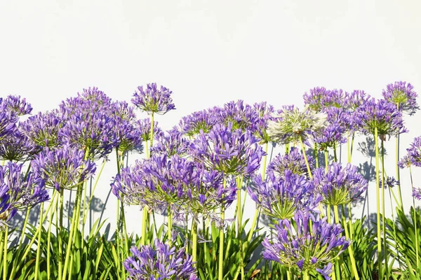 Blomstergrensen Vakre Agapantusblomster Afrikansk Lilje Solskinnsdag Kopirom – stockfoto
