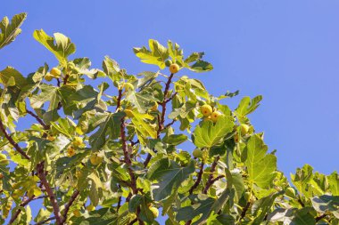 Güneşli bir günde, yaprakları ve meyveleri mavi gökyüzüne karşı olan incir ağacı dalları (Ficus carica)