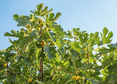 İncir ağacının dalları (Ficus carica) Yeşil yapraklı ve meyveli