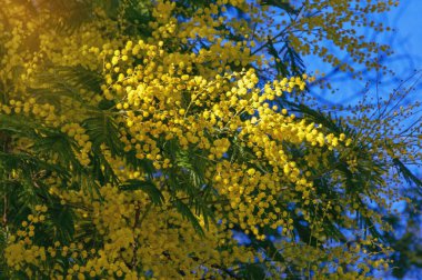 Akasya 'nın dalları, güneşli bahar gününde parlak sarı çiçekli bir ağaç satar.
