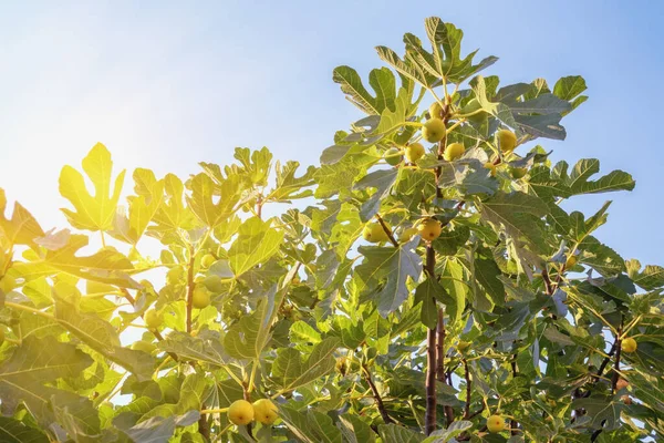 Yaprakları olan incir dalları ve güneş ışığı olan meyveler.