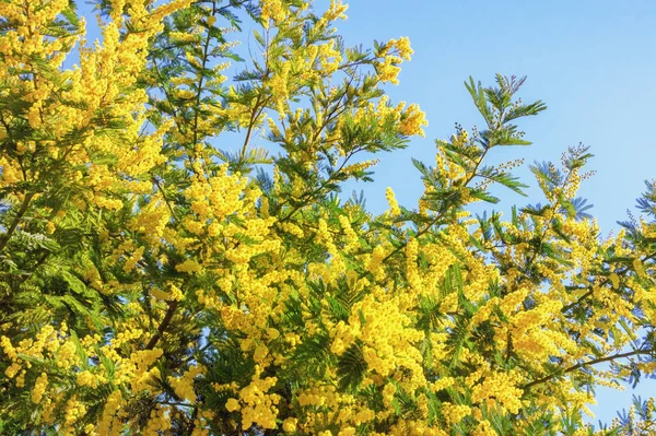 Flores Primavera Ramos Acacia Dealbata Árvore Com Flores Amarelas Brilhantes — Fotografia de Stock