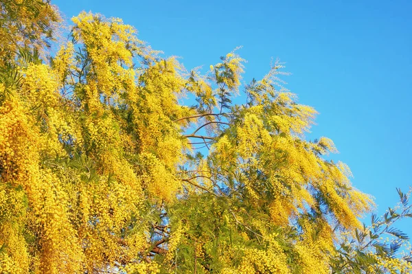 青い空に対して明るい黄色の花とアカシアのディールバータの木の枝 — ストック写真