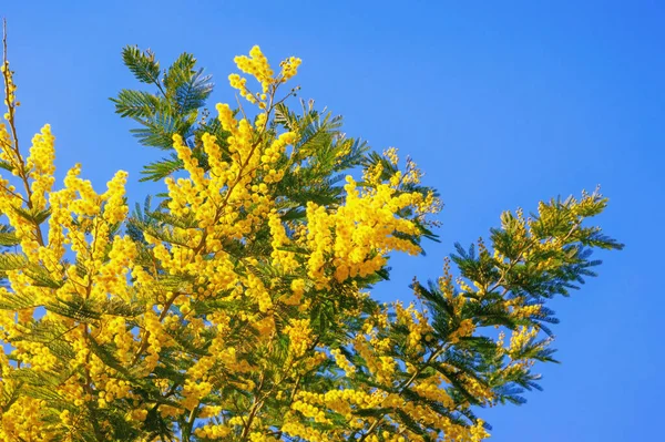 Tavasz Akác Dealbata Faágak Élénk Sárga Virágokkal Kék Ellen — Stock Fotó