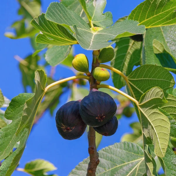 Bir incir ağacının dalları (Ficus carica) içinde yeşil yapraklar ve meyveler vardır. 