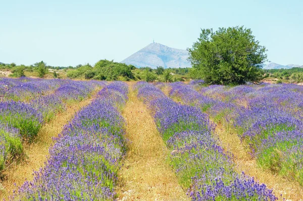 Mountain Valley Dinaric Alps Sunny Summer Day Lavender Field Bosnia — Stock Photo, Image