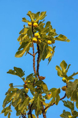 Yeşil yapraklı incir ağacı dalı (Ficus carica) ve mavi gökyüzüne karşı meyve