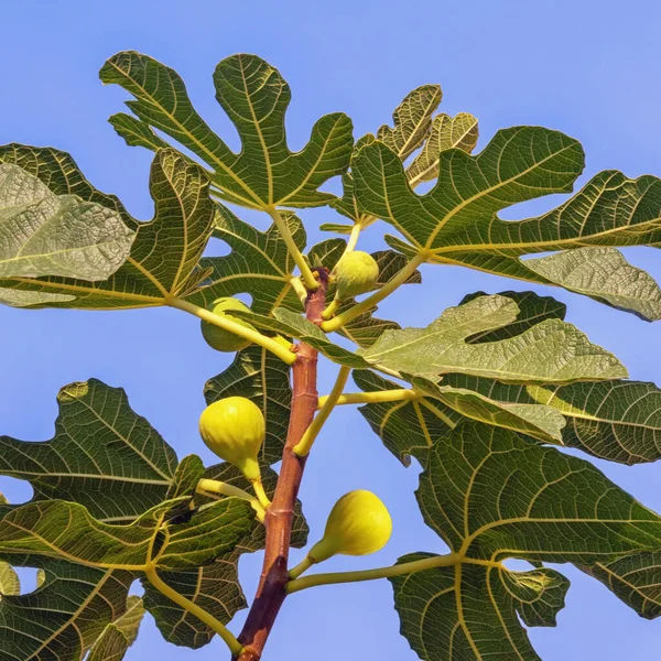 Tak Van Vijgenboom Met Groene Bladeren Fruit Tegen Blauwe Lucht — Stockfoto