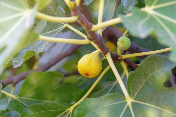 Yaprak Meyveli Incir Ağacı Dalı Ficus Carica Bokeh — Stok fotoğraf