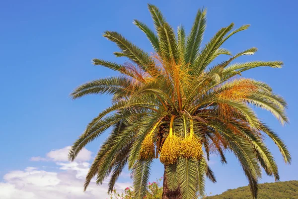 Canary Island Date Palm Phoenix Canariensis Contra Cielo Azul Concepto — Foto de Stock