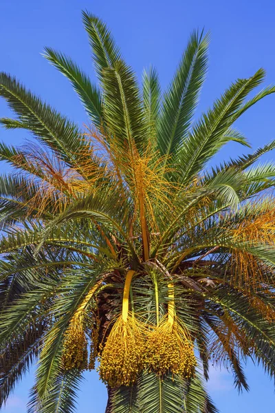 Canary Island Date Palm Phoenix Canariensis Con Foglie Frutti Contro — Foto Stock