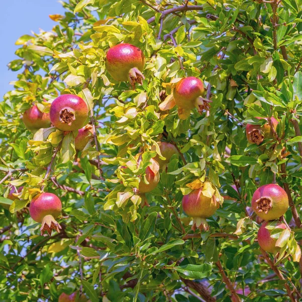 Romã Com Folhas Frutas Dia Ensolarado Outono — Fotografia de Stock