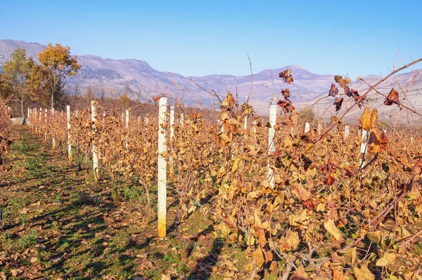 Herfst Wijngaard Prachtig Zonnig Herfstlandschap Nabij Shkoder Stad Albanië — Stockfoto