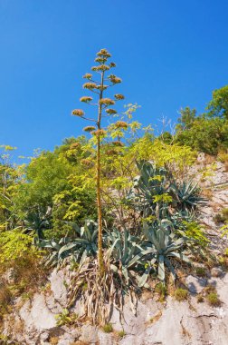 Çiçekli Agave (Agave americana), güneşli bir sonbahar gününde Karadağ 'ın Kotor Körfezi yakınlarındaki dağlık alanda