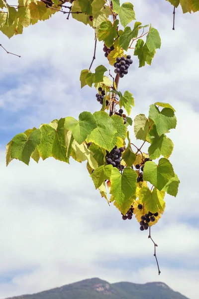 Wijnstok Met Bladeren Fruit Tegen Lucht Herfstdag — Stockfoto