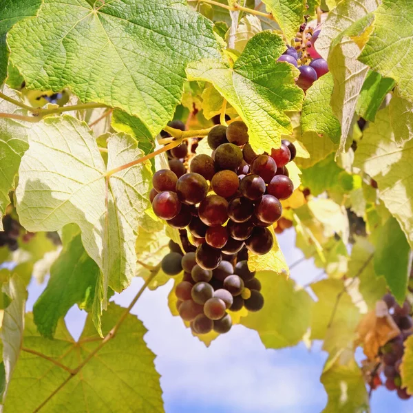 Herfst Wijnstok Met Bladeren Fruit Tegen Hemel Zonnige Dag — Stockfoto