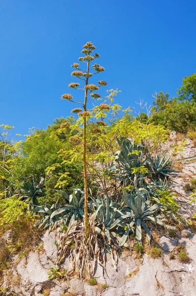 Agave Floración Agave Americana Ladera Montaña Cerca Kotor Bay Montenegro — Foto de Stock