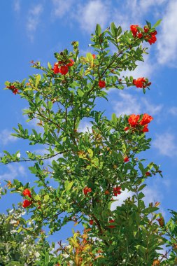 Branch of pomegranate tree ( Punica granatum ) with green leaves and bright red flowers against sky