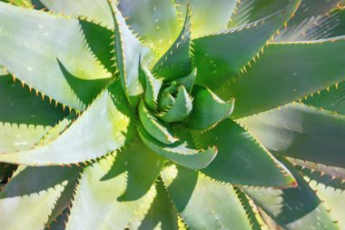 Aloe Vera 'nın yeşil yaprakları, sulu bitkiler, her daim yeşil. Güneşli bir gün 