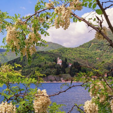 Güzel bir bahar Akdeniz manzarası. Beyaz çiçekli siyah çekirge dalları, Robinia psödoacia. Karadağ 'ın Kotor Körfezi Kıyısı