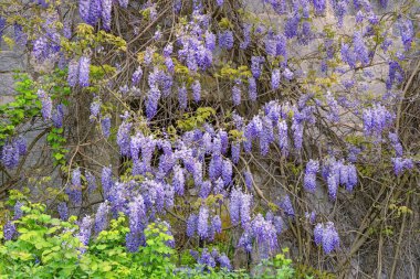 İlkbahar. Wisteria 'nın güzel çiçekleri eski harabe duvarlara karşı