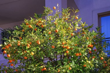 Mandallı, yapraklı ve olgun meyveli ağaçlar güneşli bir sonbahar günü evinin yakınında. Karadağ