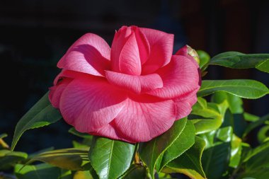 Bahçedeki kamelyanın güzel pembe çiçeği