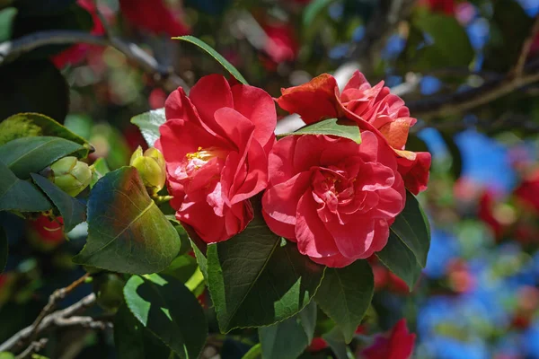 Güzel kırmızı kamelya çiçekleri, çiçek açan kamelya çalısı
